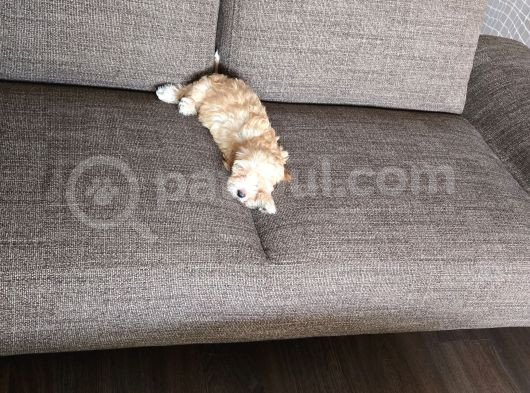Erkek Maltipoo Yavru görsel