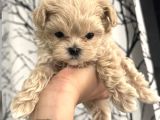 ORJİNAL KORE MALTİPOO YAVRULARIMIZ