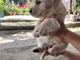 Erkek golden retriever yavru