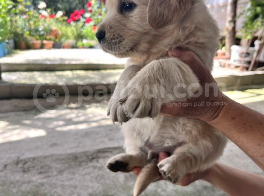 Erkek Golden Retriever Yavru