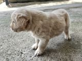 Erkek Golden Retriever Yavru