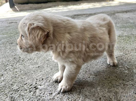 Erkek Golden Retriever Yavru görsel