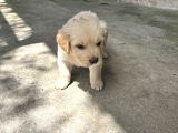 Erkek Golden Retriever Yavru