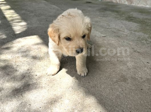 Erkek Golden Retriever Yavru görsel