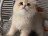 Sevgi Yumağı Bir Pıtırcık Safkan British Longhair