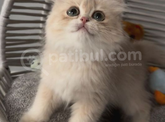 Sevgi Yumağı Bir Pıtırcık Safkan British Longhair görsel