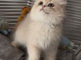 Sevgi yumağı bir pıtırcık safkan british longhair