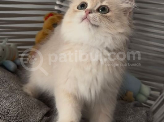 Sevgi Yumağı Bir Pıtırcık Safkan British Longhair