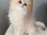 Sevgi Yumağı Bir Pıtırcık Safkan British Longhair