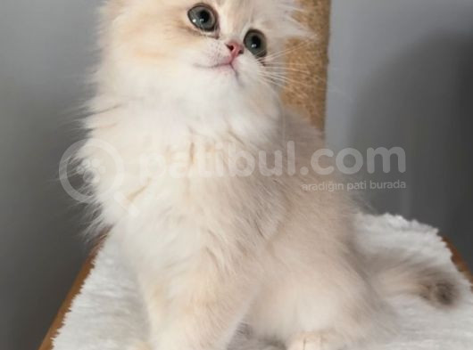 Sevgi Yumağı Bir Pıtırcık Safkan British Longhair görsel