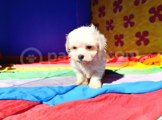 İstanbul Köpek Çi̇ftli̇ği̇ Maltese Yavrular görsel