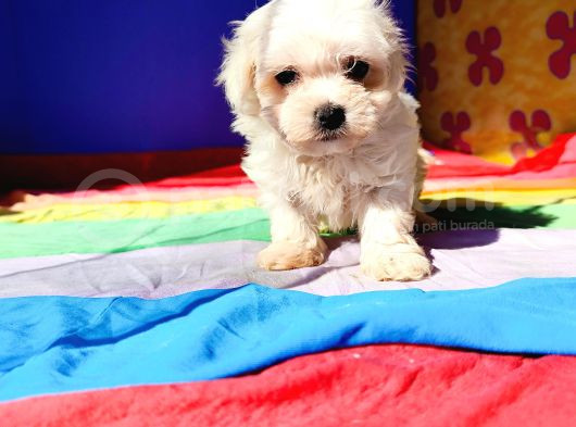 İstanbul Köpek Çi̇ftli̇ği̇ Maltese Yavrular