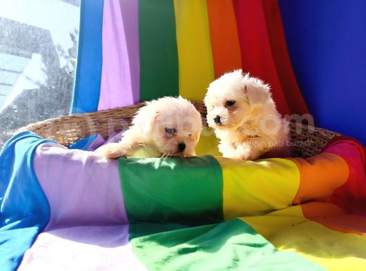 İstanbul Köpek Çi̇ftli̇ği̇ Maltese Yavrular görsel