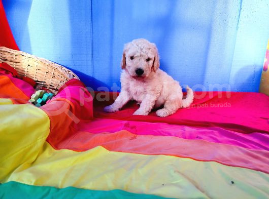 Bedavadan Bi̇raz Pahali̇ Dev Poodle Yavrular görsel
