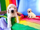 BEDAVADAN BİRAZ PAHALİ DEV POODLE YAVRULAR