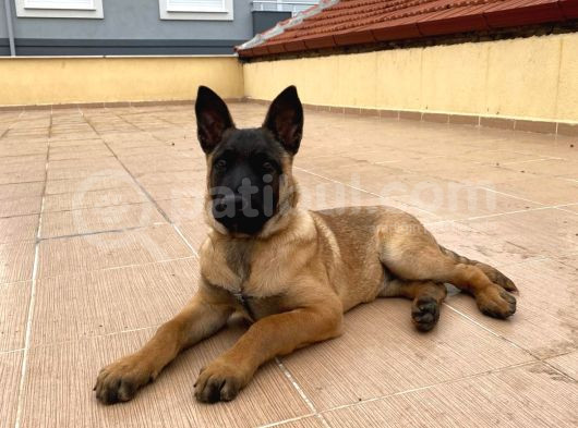 Zeka Küpü Belçi̇ka Mali̇noi̇s Yavrularimiz görsel