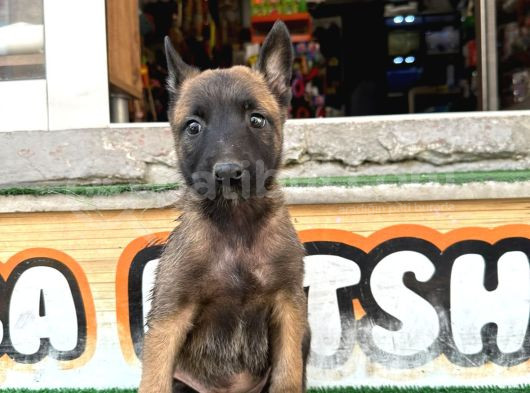 Zeka Küpü Belçi̇ka Mali̇noi̇s Yavrularimiz görsel