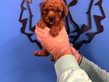Red Browne Toy Poodle Yavrulari