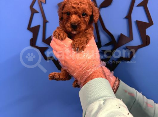 Red Browne Toy Poodle Yavrulari görsel