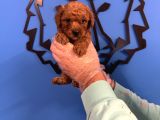 Red Browne Toy Poodle Yavrulari