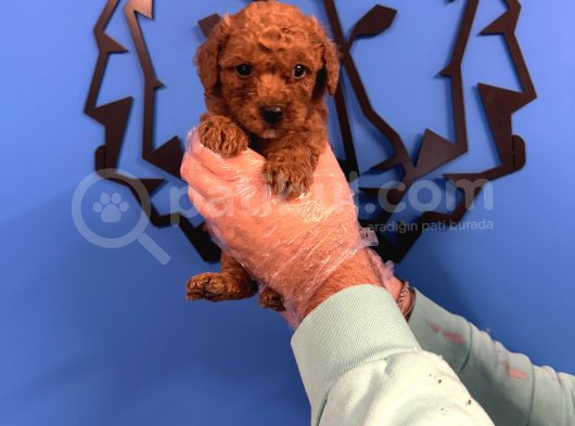 Red Browne Toy Poodle Yavrulari görsel
