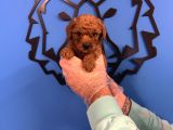 RED BROWNE TOY POODLE YAVRULARI