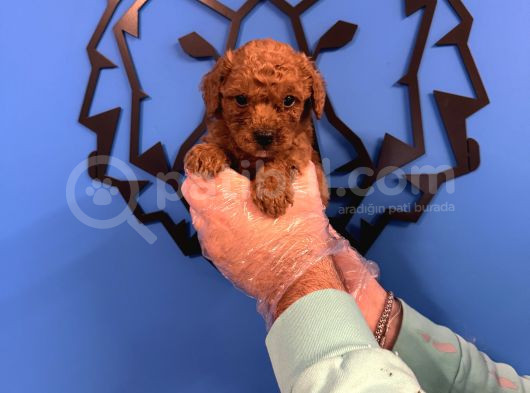 Red Browne Toy Poodle Yavrulari