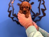 Red Browne Toy Poodle Yavrulari