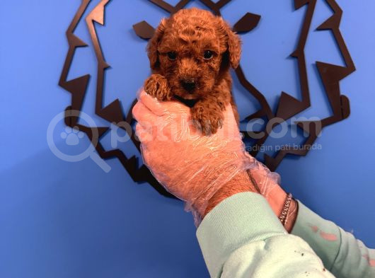 Red Browne Toy Poodle Yavrulari görsel
