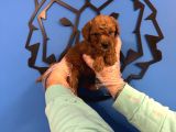 Red Browne Toy Poodle Yavrulari