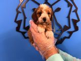RED BROWNE MALTİPOO YAVRULARI