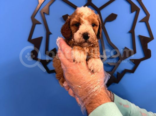 Red Browne Malti̇poo Yavrulari