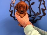 Red Browne Malti̇poo Yavrulari