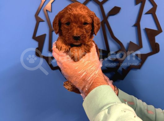Red Browne Malti̇poo Yavrulari görsel