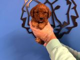 Red Browne Malti̇poo Yavrulari