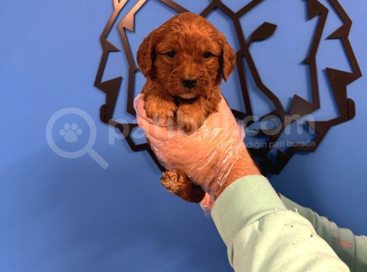 Red Browne Malti̇poo Yavrulari görsel