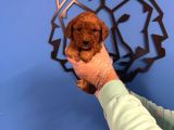 Red Browne Malti̇poo Yavrulari