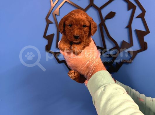 Red Browne Malti̇poo Yavrulari görsel