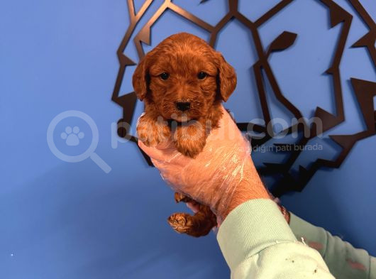 Red Browne Malti̇poo Yavrulari görsel