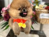 MİNİ TEACUP KISA BURUN A KALİTE