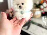 Mi̇ni̇ Boy Pomerani̇an Boo