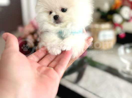 Mi̇ni̇ Boy Pomerani̇an Boo görsel
