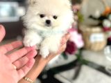 MİNİ BOY POMERANİAN BOO