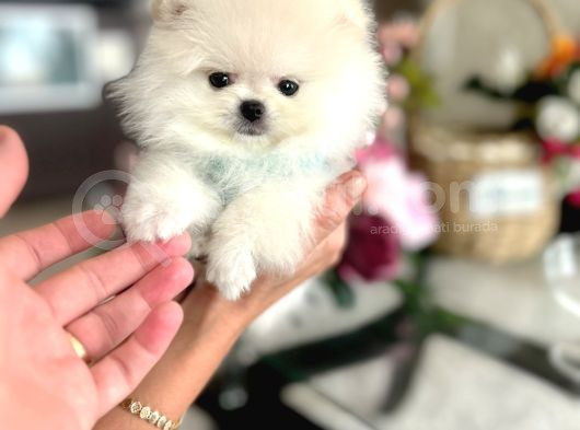 Mi̇ni̇ Boy Pomerani̇an Boo