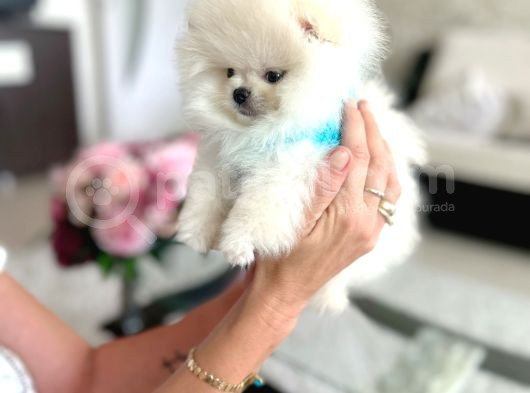 Mi̇ni̇ Boy Pomerani̇an Boo görsel