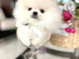 Mi̇ni̇ Boy Pomerani̇an Boo
