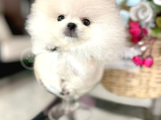 Mi̇ni̇ Boy Pomerani̇an Boo görsel