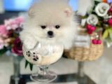 Mi̇ni̇ Boy Pomerani̇an Boo