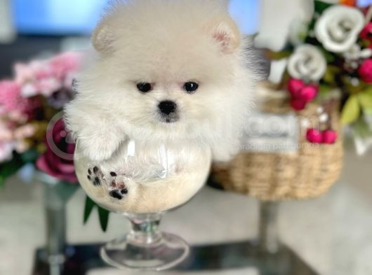 Mi̇ni̇ Boy Pomerani̇an Boo görsel