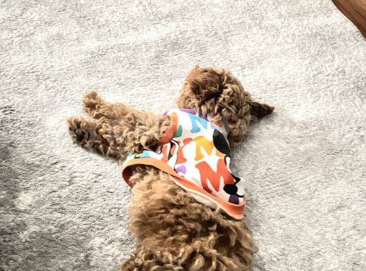 3 Aylık Dişi Poodle Ailesini Bekliyor görsel